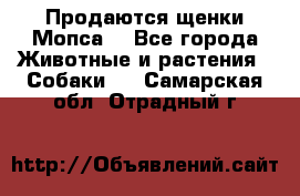 Продаются щенки Мопса. - Все города Животные и растения » Собаки   . Самарская обл.,Отрадный г.